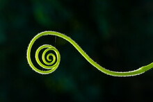 Close Up Of Spiral Green Leaf