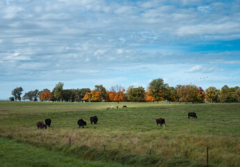 Wall Mural - Cattle graze in the pasture while autumn trees glow with fall colors