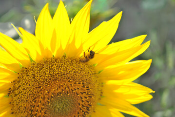 Blooming sunflower with bee close up detail,  soft blurrybokeh background