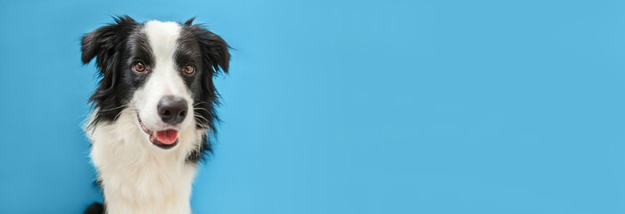 Funny studio portrait of cute smiling puppy dog border collie isolated on blue background. New lovely member of family little dog gazing and waiting for reward. Pet care and animals concept Banner