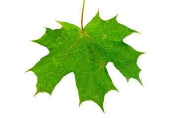 Wall Mural - Green maple leaf isolated on a white background. Top view.