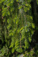 Wall Mural - Leaves of Weeping Serbian Spruce (Picea omorika 'Pendula')