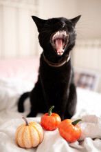 Witch Black Cat With Open Mouth Showing Fangs And Pumpkin On The Bed. Halloween Concept