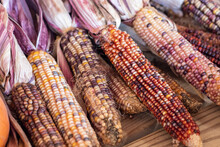 Colorful Indian Corn Dried On The Cob