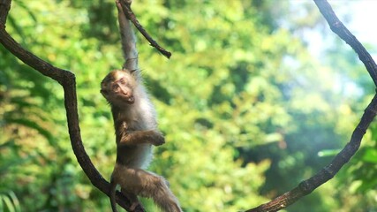 portrait of cute monkey on branch looking at camera. pretty wet ape fooling around on tree limbs. fu
