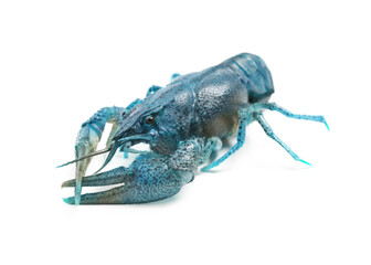 Blue or sapphire crayfish isolated on white