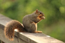 A Young Red Squirrel At The New Iberia City Park In Louisiana