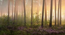 Picturesque Scenery Of The Evergreen Woodland In A Fog At Sunrise, Forest Floor Of Blooming Heather Flowers Close-up, Ancient Fir And Pine Trees In The Background. Idyllic Autumn Scene. Pure Nature