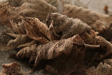 Crisp dry curly brown autumn leaves