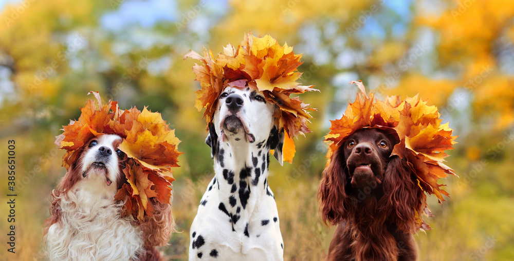 Head portrait of three dogs wearing autumn leafs crowns wide picture - obrazy, fototapety, plakaty 