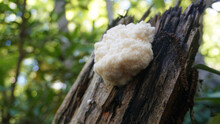 Wild Lion's Mane Mushroom Growing On A Downed Beech Tree. 