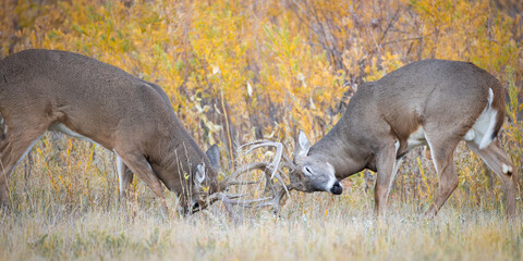 Canvas Print - Fighting Bucks