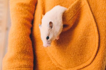 Wall Mural - Owner with cute funny hamster in pocket, closeup