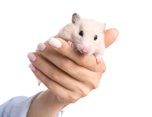 Wall Mural - Hand with cute funny hamster on white background