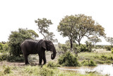 Fototapeta Sawanna - Adult African Elephant at a watering hole in a South African game reserve