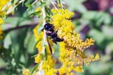 Macro Eastern Carpenter Bumblebee With On Yellow Goldenrod On Sunny Day	