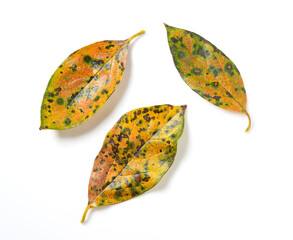 Persimmon leaves on a white background