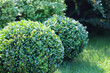 Landscaping of a garden with a bright green lawn and decorative evergreen shaped boxwood (Buxus Sempervirens). Gardening concept.