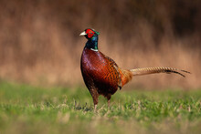 Proud Common Pheasant, Phasianus Colchicus, Male Standing On Meadow In Autumn. Wild Gamebird Looking On Field In Summer. Feathered Brown Animal With Green Head Watching On Grassland.