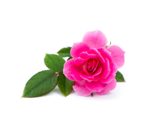 Sticker - Pink of Rose flower on white background.