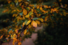 Close Up Image Of Orange Autumn Leaves At Soft Light.