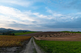 Fototapeta Krajobraz - 10月美瑛のパッチワークの丘夕景