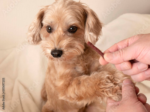 じっと座って横向くかわいいアプリコットの小型犬 マルプー トイプードル Stock Photo Adobe Stock じっと座って横向くかわいいアプリコットの小型犬 マルプー トイプードル Stock Photo Adobe Stock