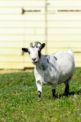 Wall Mural - portrait of goat in meadow