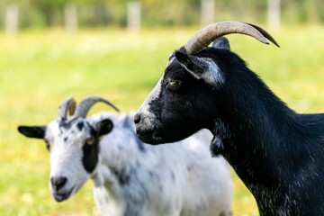 portrait of goat in meadow