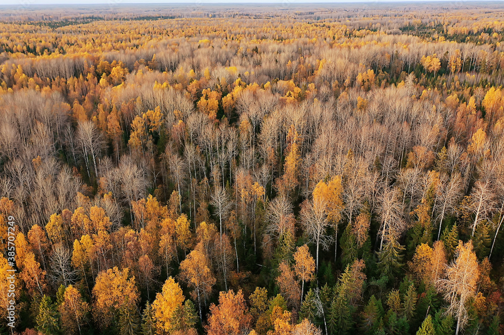 autumn forest landscape, view from a drone, aerial photography viewed from above in October park - obrazy, fototapety, plakaty 