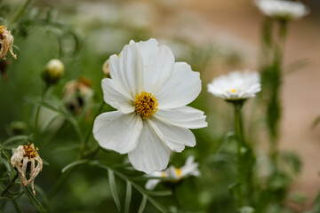 White cosmos flowers blooming in cottage garden