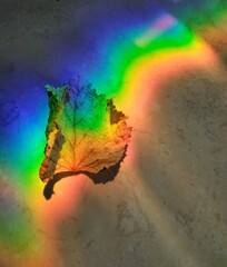  Dry autumn leaves with a rainbow