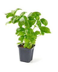 fresh basil growing in a plastic pot