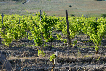 Landscape of vineyard. Countryside wine making valley