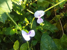 Lobia (Sanskrit: लावणी) Is A Plant Whose Pods Are Thin, Elongated. Their Vegetable Is Made. This Plant Is Also Used To Make Green Manure.lobia White Flower, Cowpea 
 Lobia Is A Type The black-eyed Pea