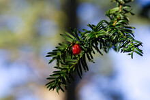 Branch Of A Pine With Bright Red Berry