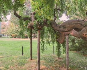 Supports for trees. The long branch of an old tree in a Swiss public park, supported by wooden poles