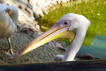  Pelican Head Close Up