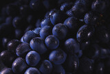Dark grapes close-up with water drops. Horizontal macro.