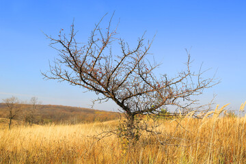 Wall Mural - leafless tree on autumn dry grass meadow