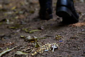 Wall Mural - A rosary thrown on the ground, the concept of lose faith.