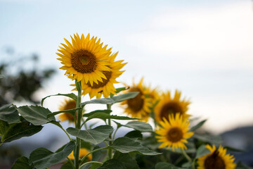 Canvas Print - Beautiful sunflower Iin the field
