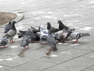 Poster - 公園で餌を食べる鳩