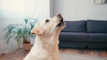 Side Of White Labrador Barking Near Plant And Couch At Home