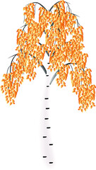 Wall Mural - birch autumn