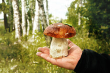 Hand Holding A Large Edible Mushroom Boletus On The Background Of Birch Deciduous Forest