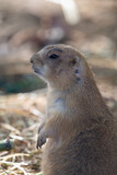 Fototapeta Zwierzęta - Prairie dogs are a genus of ground squirrels that live in short-grass prairies