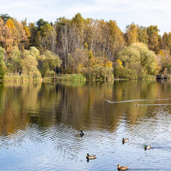 Sticker - pond with ducks and colorful trees on shore in city park in autumn morning