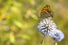 Bright Orange And Black Spotted Butterfly, The Silver-washed Fritillary, Sitting On Violet Globe-thistle Flower Growing In A Meadow On A Summer Day. Blurry Yellow And Green Background.
