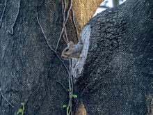 Squirrel In Hiding
